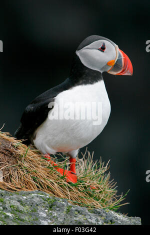 Papageitaucher (Fratercula Arctica) Nahaufnahme portrait Stockfoto