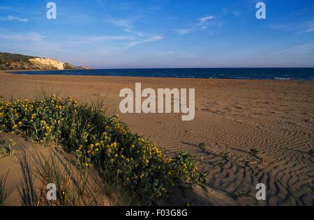 Düne mit blühenden Küstenstadt Medick (Medicago Marina), natürliche Reserve von Torre Salsa, Siculiana, Sizilien, Italien. Stockfoto