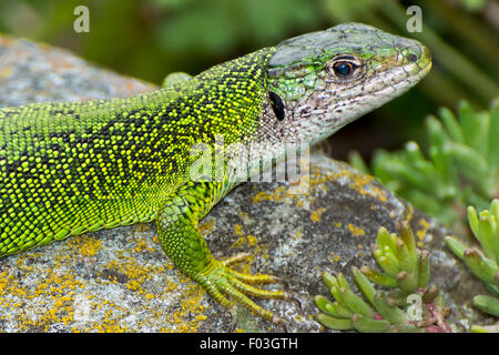 Alpen, westliche Smaragdeidechse, Lacerta bilineata Stockfoto