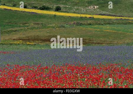 Italien - Umbrien Region - Reittiere-Nationalpark Monti Sibillini - Piano Grande ("Tiefebene"). Blühende rote Mohnblumen (Papaver Rhoeas), Kornblumen (Centaurea Cyanus) und gelbe Kreuzblütler. Stockfoto