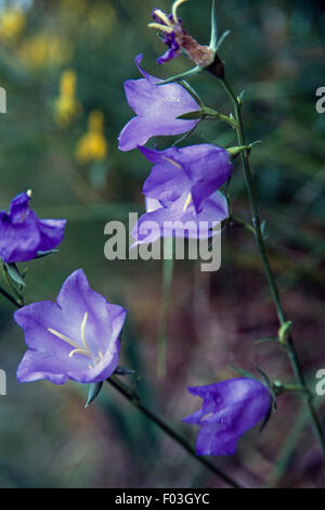 Glockenblumen (Campanula sp), Casentino Forest National Park, Monte Falterona, Campigna, Toskana und Emilia-Romagna, Italien. Stockfoto