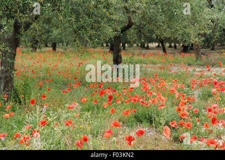 Bereich der rote Mohn in einem Olivenhain. Stockfoto
