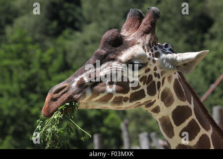 Netzartige Giraffe (Giraffa Plancius Reticulata), auch bekannt als die somalische Giraffe im Jihlava Zoo in Jihlava, East Bohemi Stockfoto