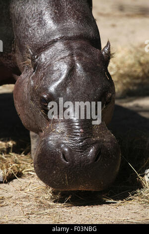 Pygmy Hippopotamus (Choeropsis Liberiensis) im Zoo von Jihlava in Jihlava, Ostböhmen, Tschechien. Stockfoto