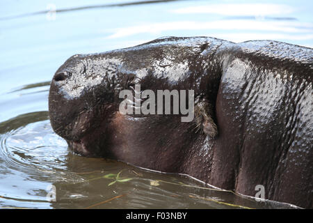 Pygmy Hippopotamus (Choeropsis Liberiensis) im Zoo von Jihlava in Jihlava, Ostböhmen, Tschechien. Stockfoto