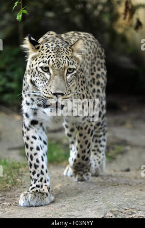 Persischer Leopard (Panthera Pardus Saxicolor), auch bekannt als der kaukasischen Leoparden im Jihlava Zoo in Jihlava, Ostböhmen, Tschechien Stockfoto