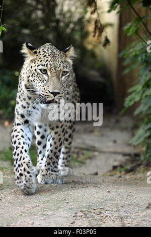 Persischer Leopard (Panthera Pardus Saxicolor), auch bekannt als der kaukasischen Leoparden im Jihlava Zoo in Jihlava, Ostböhmen, Tschechien Stockfoto