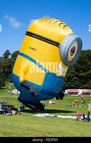 Bristol, UK. 6. August 2015. Ein riesige Minion Ballon aufgeblasen wie die 37. Bristol International Balloon Fiesta auf dem Ashton Gericht gut begonnen hat.  Das Ereignis, wie das größte seiner Art in Europa für vier Tage läuft in Rechnung gestellt.  Bristol, UK, 6. August 2015. Bildnachweis: Redorbital Fotografie/Alamy Live-Nachrichten Stockfoto