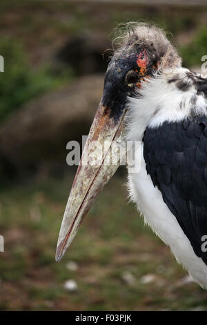 Marabou Storch (Leptoptilos Crumenifer) im Zoo von Jihlava in Jihlava, Ostböhmen, Tschechien. Stockfoto