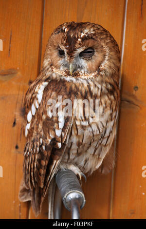 Tawny owl (Strix aluco), also known as the brown owl at Jihlava Zoo in Jihlava, East Bohemia, Czech Republic. Stockfoto