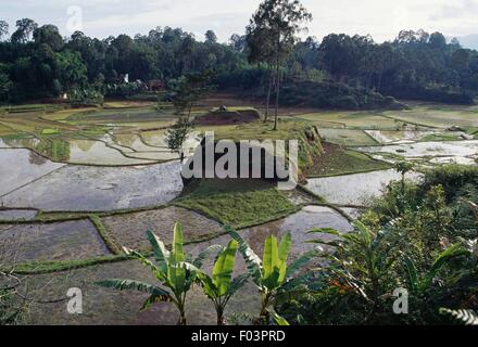 Reis Felder, Tana Toraja Regency, Sulawesi, Indonesien. Stockfoto