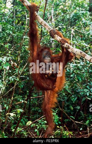 Bornean Orang-Utans (Pongo Pigmaeus) mit Baby, Tanjung Puting Nationalpark, Zentral-Kalimantan (Kalimantan Tengah), Insel von Borneo, Indonesien. Stockfoto