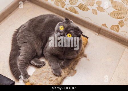 graue schöne Erwachsene Katze, Rasse Scottish-Fold, Stockfoto