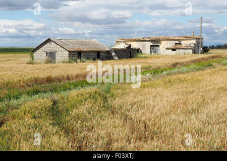 Wirtschaftsgebäude in einem Feld von Weizen. Stockfoto