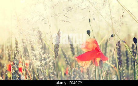 Retro Blumen Mohn, getönten natürlichen Hintergrund mit geringen Schärfentiefe. Stockfoto