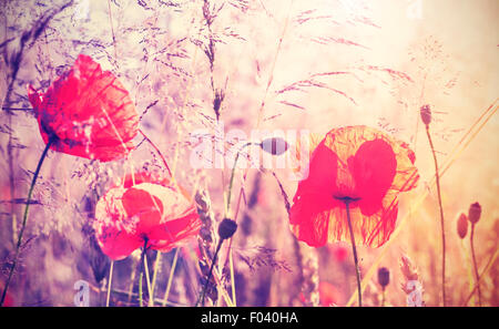 Retro Vintage getönten Mohn Blumen, natürlichen Hintergrund mit geringen Schärfentiefe. Stockfoto