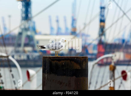 Möwe sitzt auf einem Poller im Hamburger Hafen angedockt und Kräne im Hintergrund Stockfoto