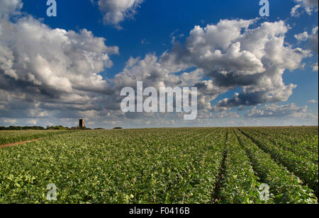 Pastorale Landschaft St. James Kirche Southrepps Norfolk und Kartoffelernte Stockfoto