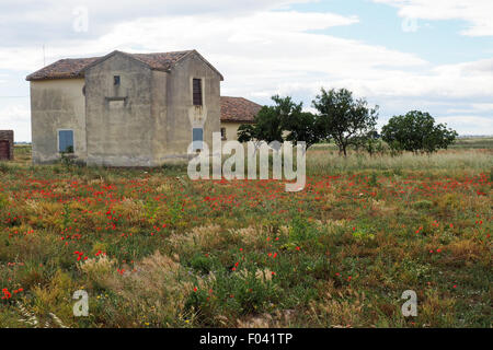 Ein Bauernhaus in einem Feld von roten Mohnblumen. Stockfoto