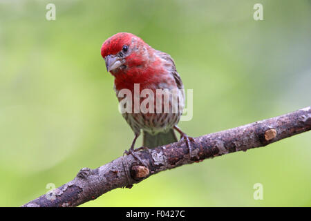 Ein männlicher Haus Fink (Carpodacus Mexicanus) hocken auf einem Ast im Sommer Stockfoto