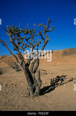 Weihrauch (Boswellia Sacra), in der Nähe von Salalah, Oman. Stockfoto