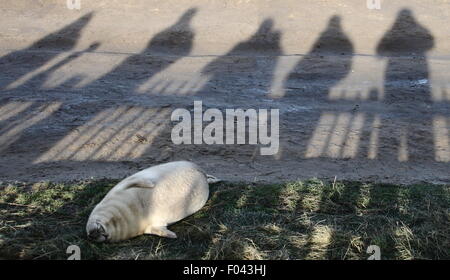 Besucher Donna Nook Nature Reserve in Lincolnshire beobachten eine weisse graue Welpen hinter Fechten - Dichtung Winter, UK Stockfoto