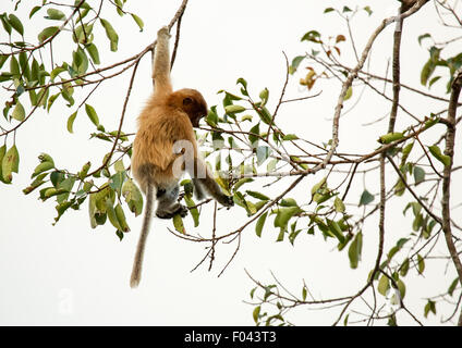 Kinder wild proboscis Monkey hängen von der Zweigstelle Fütterung in Kalimantan Borneo Stockfoto