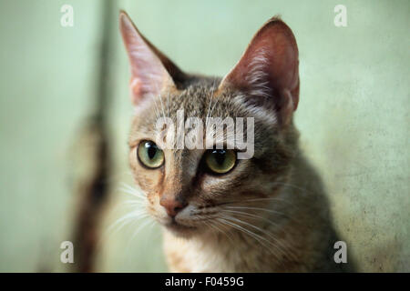 Arabische Wildkatze (Felis Silvestris Gordoni), auch bekannt als die Gordon Wildkatze im Jihlava Zoo in Jihlava, Ostböhmen, Tschechische Re Stockfoto