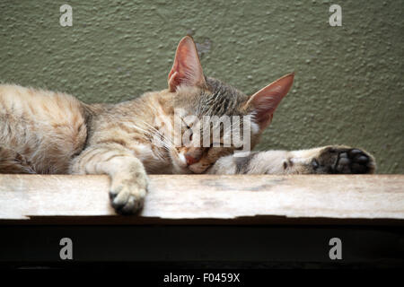 Arabische Wildkatze (Felis Silvestris Gordoni), auch bekannt als die Gordon Wildkatze im Jihlava Zoo in Jihlava, Ostböhmen, Tschechische Re Stockfoto