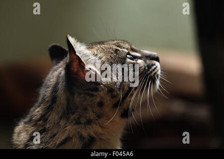 Geoffroy Katze (pardalis Geoffroyi) im Zoo von Jihlava in Jihlava, Ostböhmen, Tschechien. Stockfoto