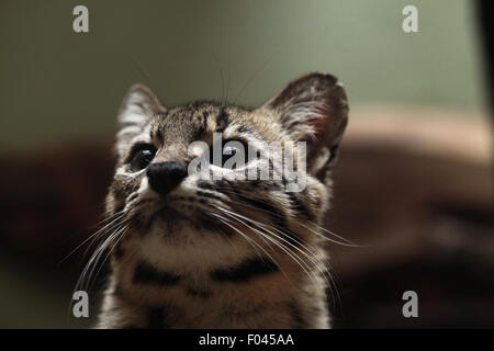 Geoffroy Katze (pardalis Geoffroyi) im Zoo von Jihlava in Jihlava, Ostböhmen, Tschechien. Stockfoto