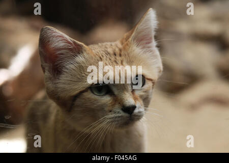Sandkatze (Felis Margarita), auch bekannt als die Sanddüne Katze im Jihlava Zoo in Jihlava, Ostböhmen, Tschechien. Stockfoto