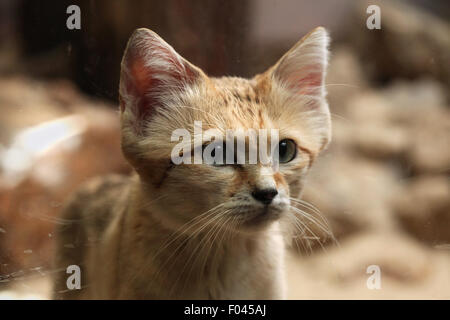 Sandkatze (Felis Margarita), auch bekannt als die Sanddüne Katze im Jihlava Zoo in Jihlava, Ostböhmen, Tschechien. Stockfoto