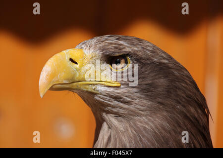 Seeadler (Haliaeetus Horste), auch bekannt als der Seeadler im Zoo von Jihlava in Jihlava, Ostböhmen, Tschechien. Stockfoto