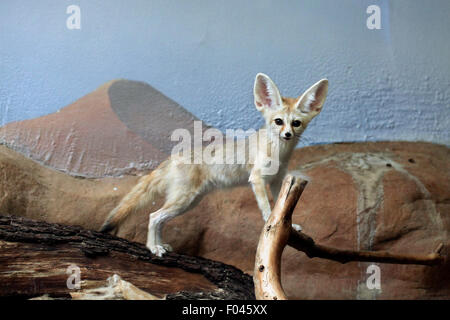 Fennec Fuchs (Vulpes Zerda) im Zoo von Jihlava in Jihlava, Ostböhmen, Tschechien. Stockfoto