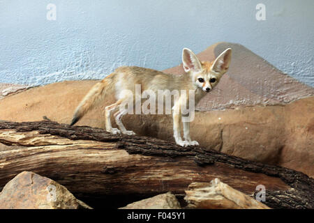 Fennec Fuchs (Vulpes Zerda) im Zoo von Jihlava in Jihlava, Ostböhmen, Tschechien. Stockfoto