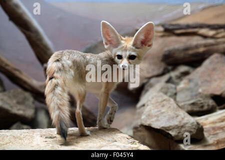 Fennec Fuchs (Vulpes Zerda) im Zoo von Jihlava in Jihlava, Ostböhmen, Tschechien. Stockfoto