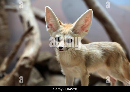 Fennec Fuchs (Vulpes Zerda) im Zoo von Jihlava in Jihlava, Ostböhmen, Tschechien. Stockfoto