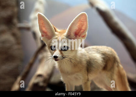 Fennec Fuchs (Vulpes Zerda) im Zoo von Jihlava in Jihlava, Ostböhmen, Tschechien. Stockfoto