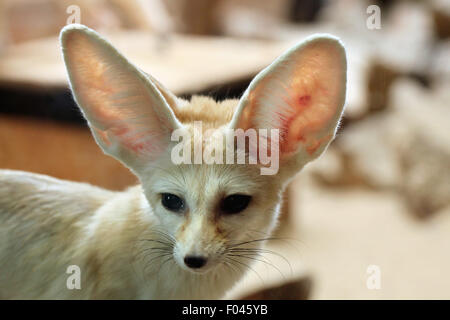 Fennec Fuchs (Vulpes Zerda) im Zoo von Jihlava in Jihlava, Ostböhmen, Tschechien. Stockfoto