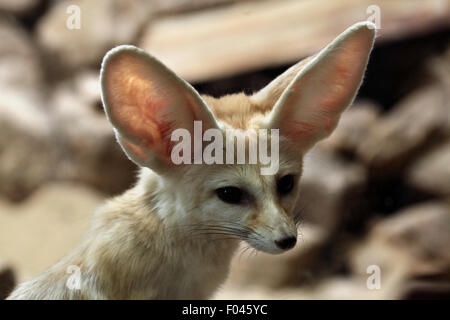 Fennec Fuchs (Vulpes Zerda) im Zoo von Jihlava in Jihlava, Ostböhmen, Tschechien. Stockfoto