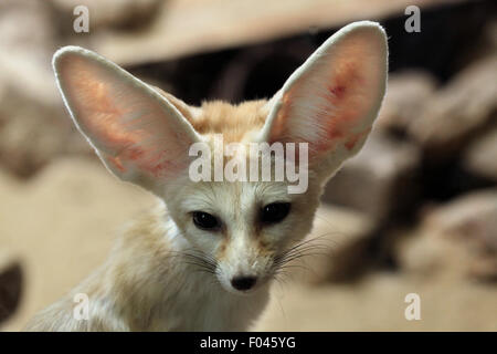 Fennec Fuchs (Vulpes Zerda) im Zoo von Jihlava in Jihlava, Ostböhmen, Tschechien. Stockfoto