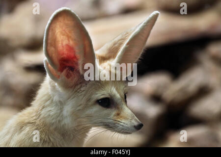 Fennec Fuchs (Vulpes Zerda) im Zoo von Jihlava in Jihlava, Ostböhmen, Tschechien. Stockfoto