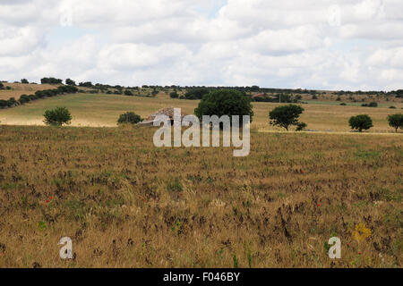 Ein Trullo Hütte einen trockenen Stein in einem Feld von Weizen Stoppeln. Stockfoto