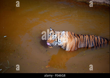 Die erfolgte in Ranthambore national park - Indien Stockfoto