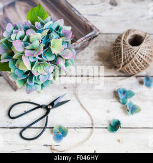 Blau-lila-Hortensie in einem Korb auf Holztisch mit Bindfäden und schwarze Schere Stockfoto