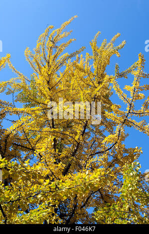 Ginkgo Biloba, Baum, Herbst,- Stockfoto