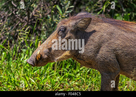 Gemeinsamen Warzenschwein (Phacochoerus Africanus) im Etosha Nationalpark, Namibia, Afrika Stockfoto