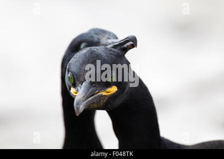 Gemeinsamen Shag (Phalacrocorax Aristotelis) paar, Grundnahrungsmittel Insel, Farne Islands, Northumberland, England, Vereinigtes Königreich Stockfoto