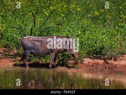 Gemeinsame Warzenschwein (Phacochoerus africanus) durch ein Wasserloch im Etosha National Park, Namibia, Afrika Stockfoto